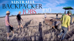 Farm Jobs in New Zealand 2022: