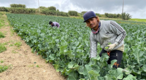 FARM WORKER JOBS IN CANADA 2022: