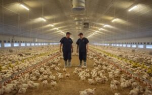 POULTRY FARM WORKER AUSTRALIA 2022: