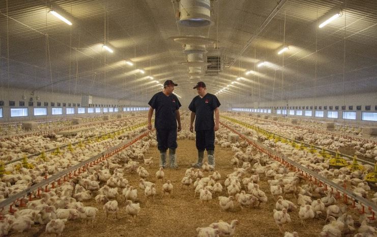 POULTRY FARM WORKER AUSTRALIA 2022: - Latest Jobs Houses