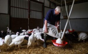 POULTRY FARM WORKER AUSTRALIA 2022: