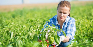 FARM WORKER JOBS IN CANADA 2022: