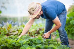 Farm Worker Recruitment For Canada In 2022: