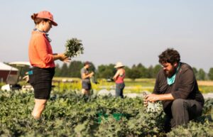 Farm Worker Recruitment For Canada In 2022: