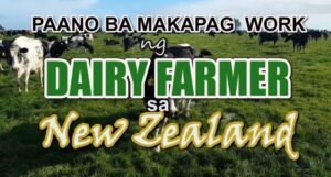 Dairy Farm Jobs in New Zealand 2022: