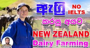 Dairy Farm Jobs in New Zealand 2022: