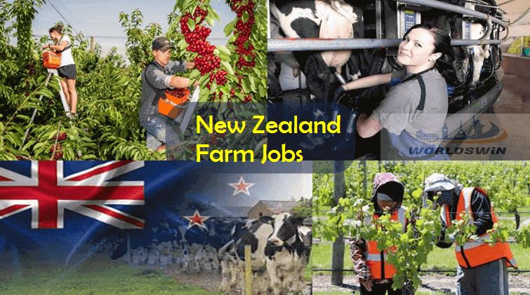 Dairy Farm Jobs in New Zealand 2022: