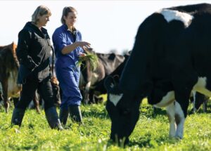 Dairy Farm Jobs in New Zealand 2022: