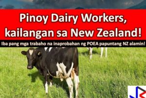 Dairy Farm Jobs in New Zealand 2022: