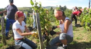 Farm Worker Jobs in New Zealand 2022: