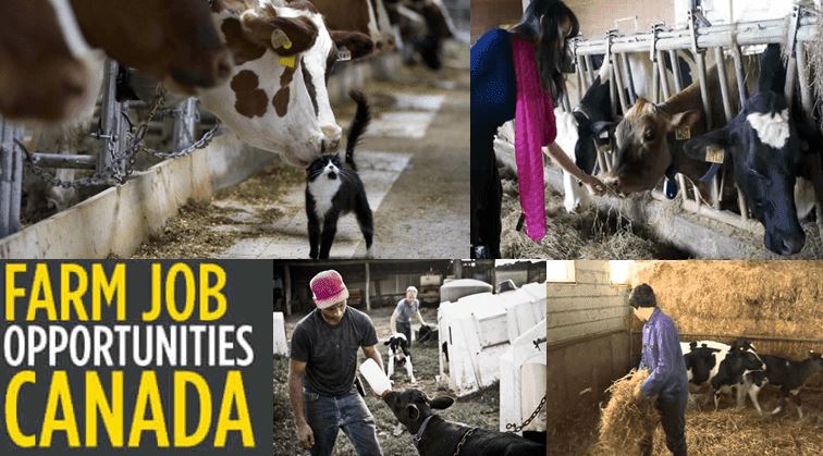 Farm Worker Jobs in Canada 2022: