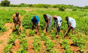 FARM JOBS IN JAPAN 2022: