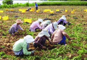 FARM JOBS IN JAPAN 2022: