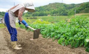 FARM JOBS IN JAPAN 2022: