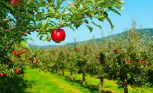 Fruit Picking Jobs in Canada With Visa Sponsorship 2022: