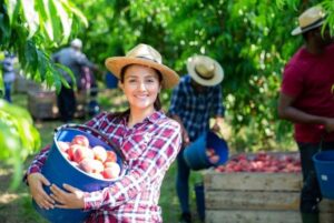 Fruit Picking Jobs in Canada With Visa Sponsorship 2022: