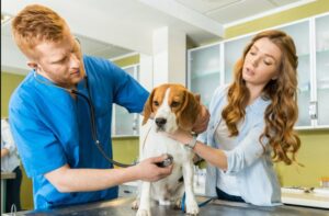 Vet tech Assistant Programs