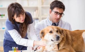 Vet tech Assistant Programs