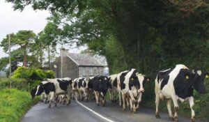 Farm Worker Recruitment For New Zealand In 2022