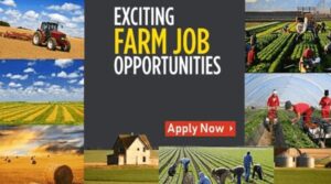 Farm Worker Recruitment For New Zealand In 2022