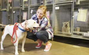 Animal Shelter Jobs in Canada 2023:
