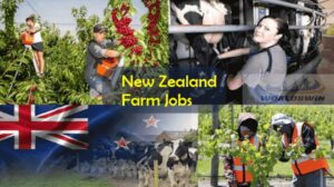 Unskilled Jobs in New Zealand For Foreigners 2023